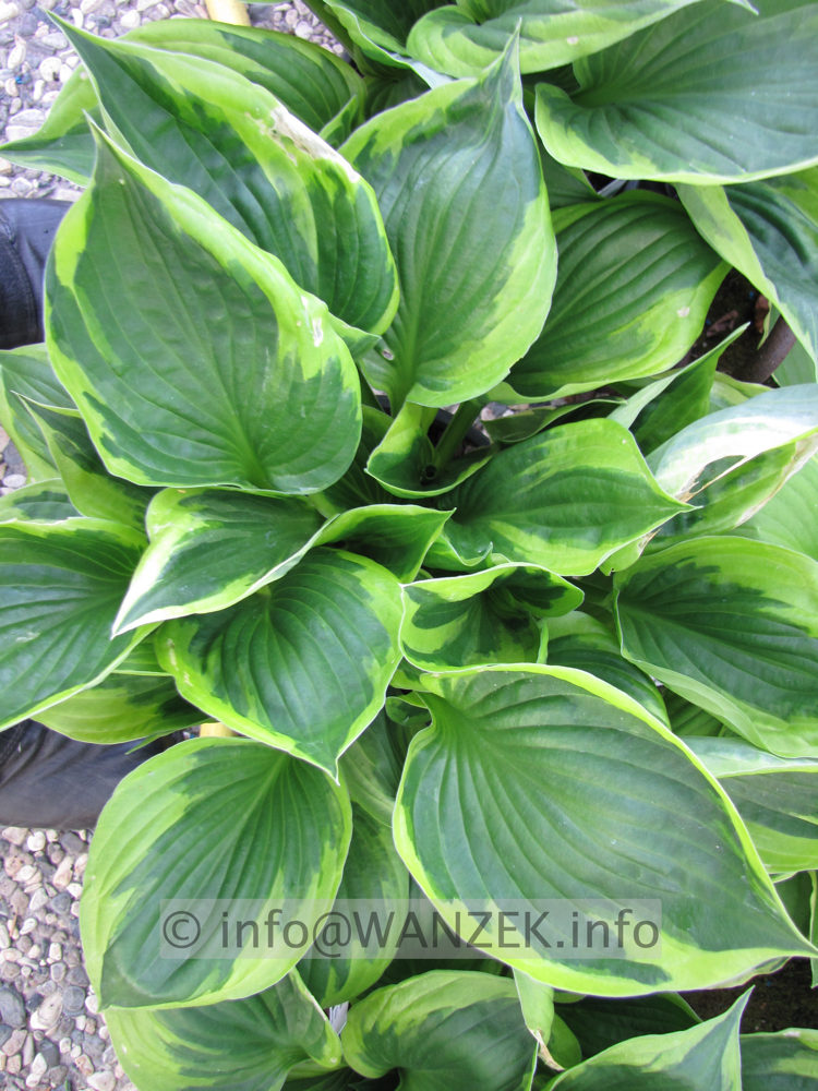 Hosta Hybride Twilight 006.JPG